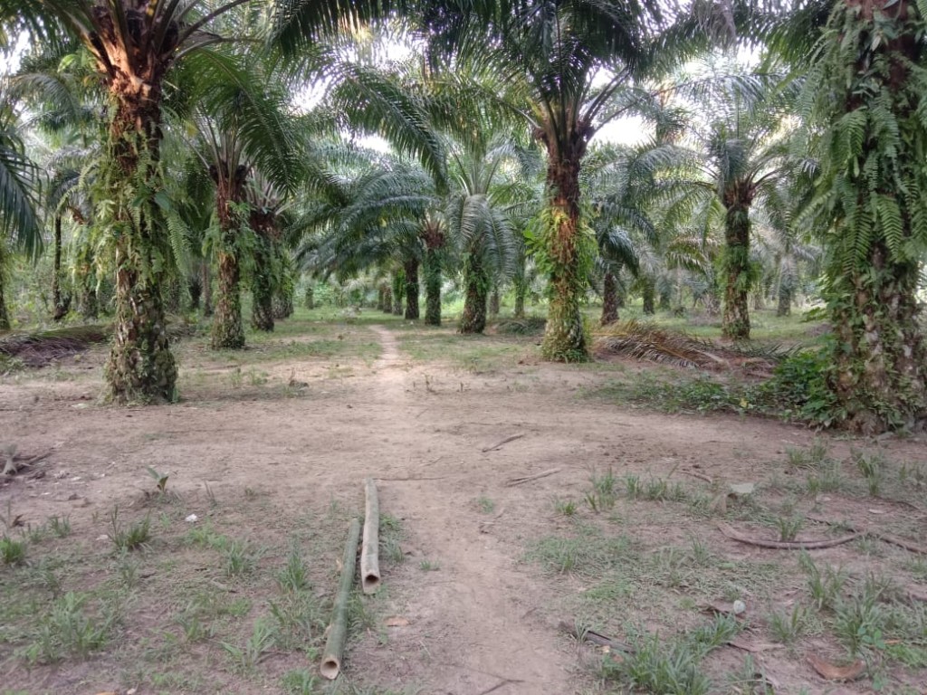 Unggulan Desa Lauke Pada Sektor Perkebunan Kelapa Sawit, yang menjadi salasatu komoditi unggulan